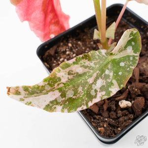 Begonia Maculata Pink Variegated (wk39-L297)