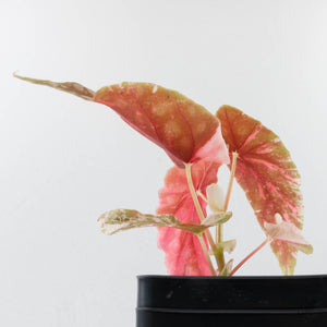 Begonia Maculata Pink Variegated (wk39-L297)