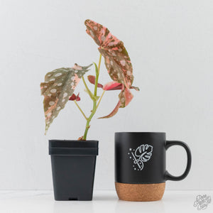 Begonia Maculata Pink Variegated (wk43-L405)