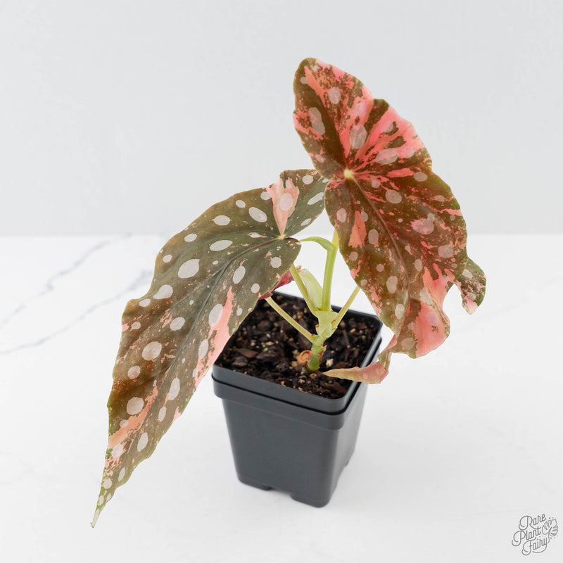 Begonia Maculata Pink Variegated (wk43-L405)
