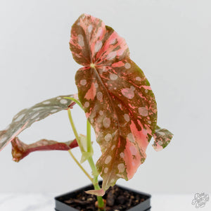 Begonia Maculata Pink Variegated (wk43-L405)
