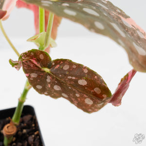 Begonia Maculata Pink Variegated (wk43-L405)