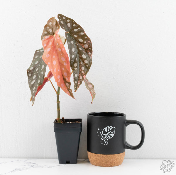 Begonia Maculata Pink Variegated (wk11-UH)
