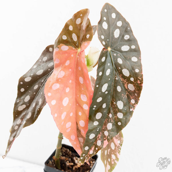 Begonia Maculata Pink Variegated (wk11-UH)