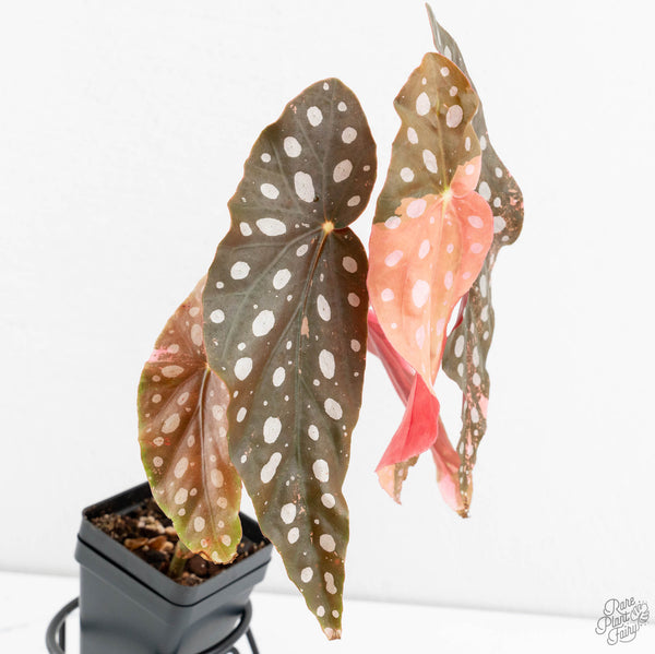 Begonia Maculata Pink Variegated (wk11-UH)