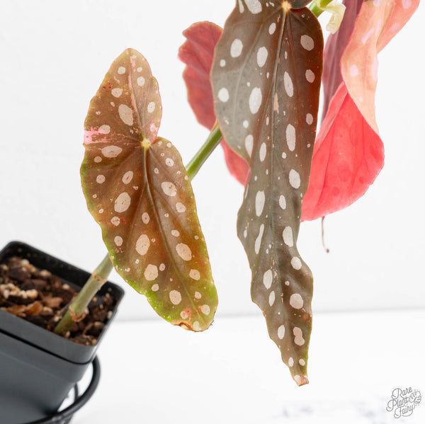 Begonia Maculata Pink Variegated (wk11-UH)