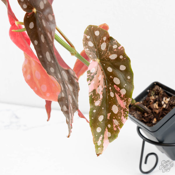 Begonia Maculata Pink Variegated (wk11-UH)