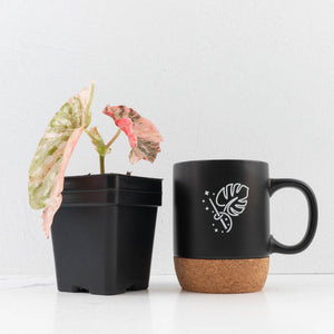 Begonia Maculata Pink Variegated (wk34-L77)