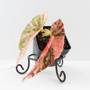Begonia Maculata Pink Variegated (wk34-L77)