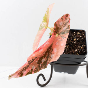 Begonia Maculata Pink Variegated (wk34-L77)