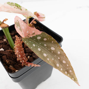 Begonia Maculata Pink Variegated - Multiple Growth Points (wk35-L206)