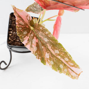 Begonia Maculata Pink Variegated (wk35-L207)