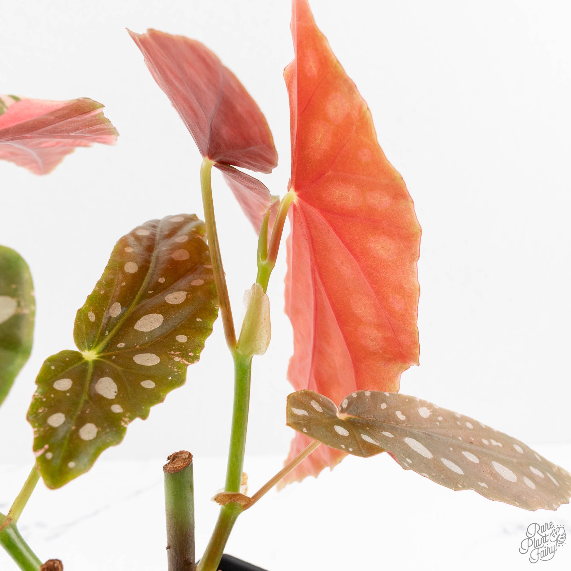 Begonia Maculata Pink Variegated (wk14-M) – Rare Plant Fairy