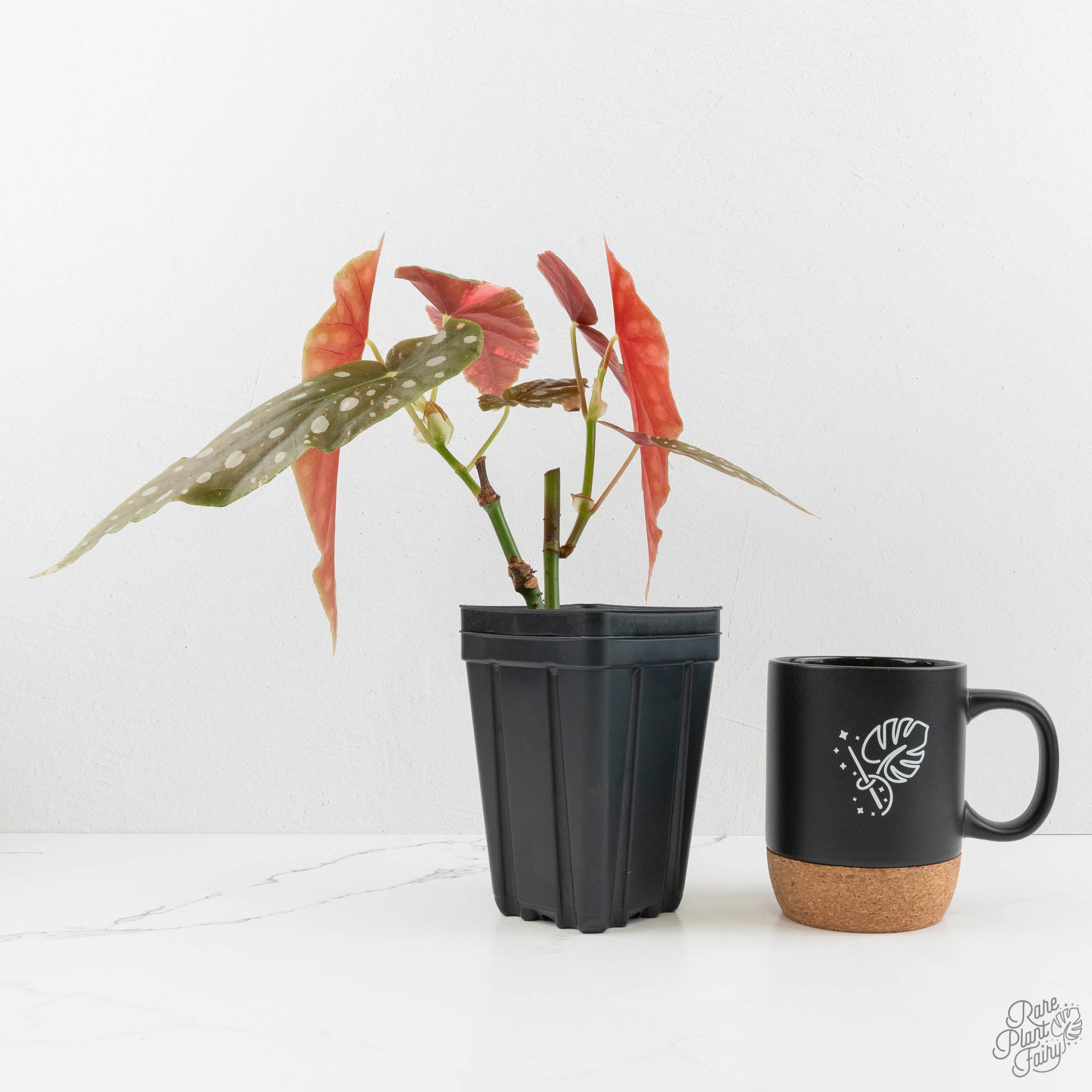 Begonia Maculata Pink Variegated (wk14-M) – Rare Plant Fairy