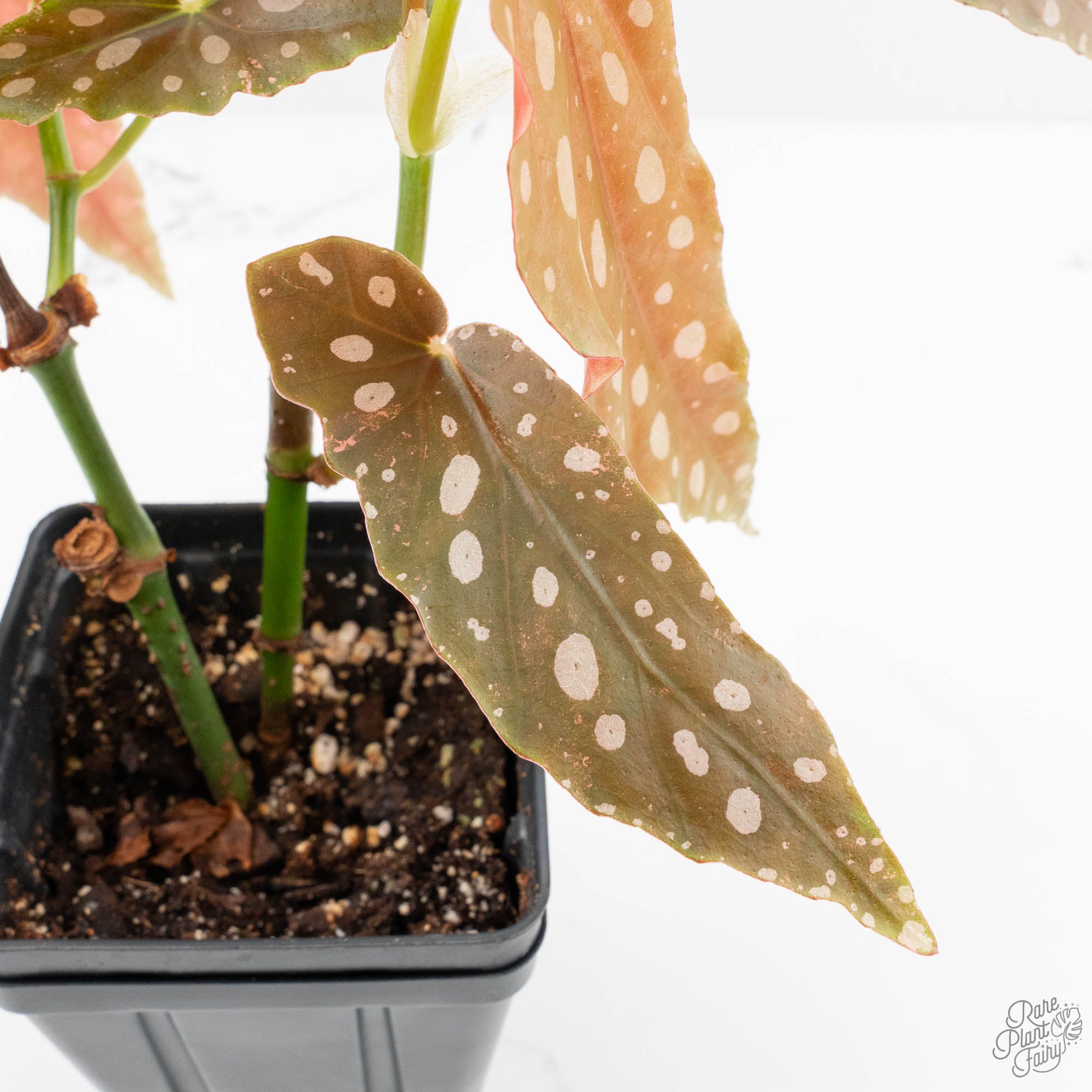 Begonia Maculata Pink Variegated (wk14-M) – Rare Plant Fairy