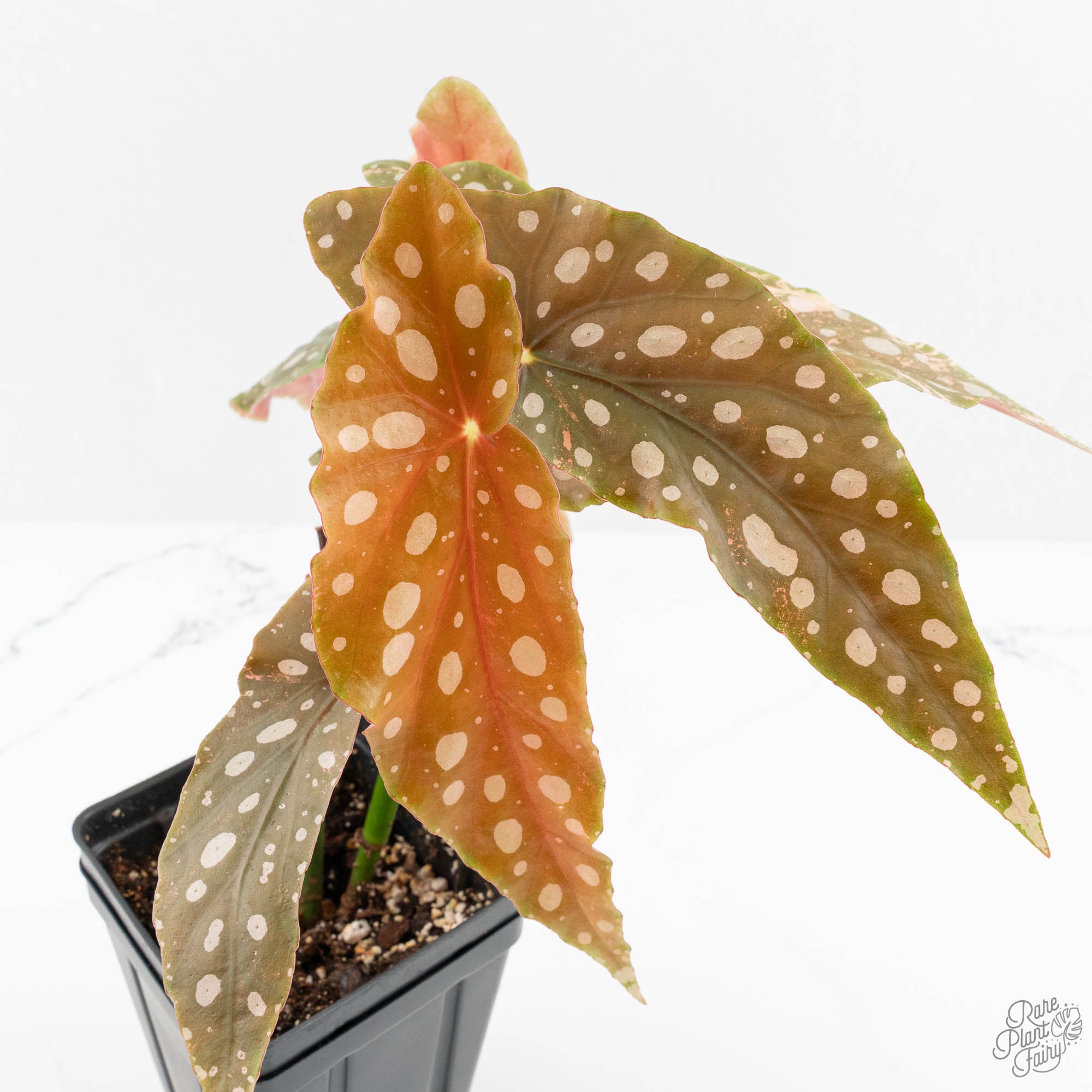 Begonia Maculata Pink Variegated (wk14-M) – Rare Plant Fairy