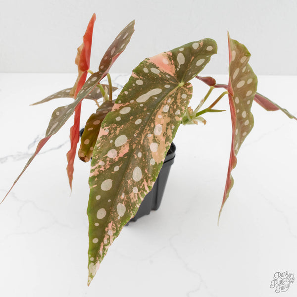 Begonia Maculata Pink Variegated (wk14-M) – Rare Plant Fairy