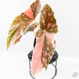 Begonia Maculata Pink Variegated (wk25-B)