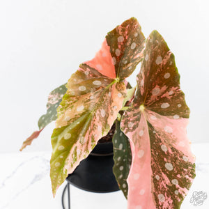 Begonia Maculata Pink Variegated (wk25-B)