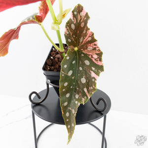 Begonia Maculata Pink Variegated (wk25-B)