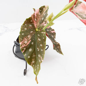 Begonia Maculata Pink Variegated (wk25-B)