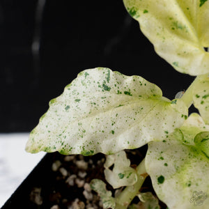 Begonia 'Peppermint' / Variegated Pellionia Repens (wk38-L279)