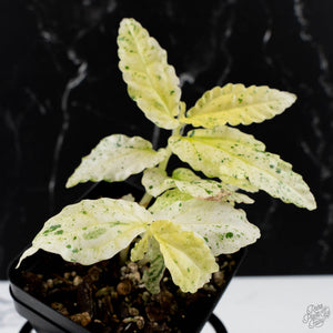 Begonia 'Peppermint' / Variegated Pellionia Repens (wk38-L279)