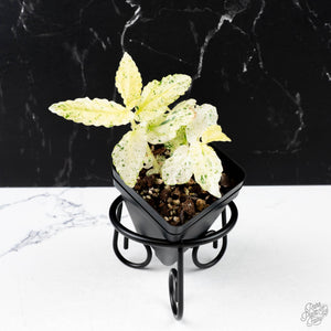 Begonia 'Peppermint' / Variegated Pellionia Repens (wk38-L279)