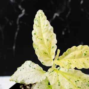 Begonia 'Peppermint' / Variegated Pellionia Repens (wk38-L279)