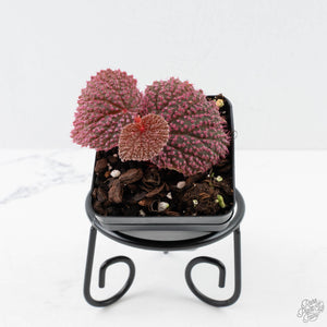 Begonia 'Pink Urchin' (wk38-L288)
