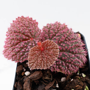 Begonia 'Pink Urchin' (wk38-L288)
