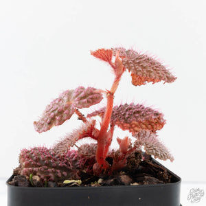 Begonia 'Pink Urchin' (wk39-L292)