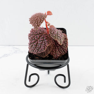 Begonia 'Pink Urchin' (wk39-L292)