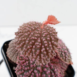 Begonia 'Pink Urchin' (wk39-L292)
