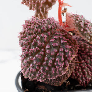 Begonia 'Pink Urchin' (wk39-L292)