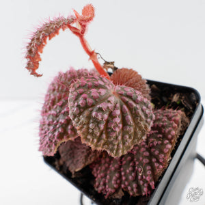 Begonia 'Pink Urchin' (wk39-L292)