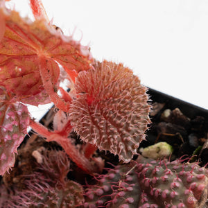 Begonia 'Pink Urchin' (wk39-L292)