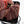Begonia 'Pink Urchin' (wk39-L292)