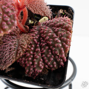 Begonia 'Pink Urchin' (wk39-L292)