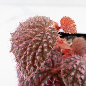 Begonia 'Pink Urchin' (wk39-L292)