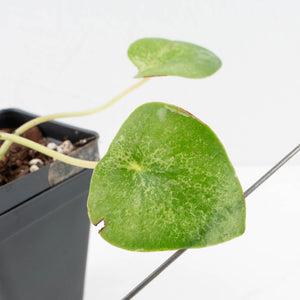 Peperomia 'Raindrop' variegated (wk30-UN)