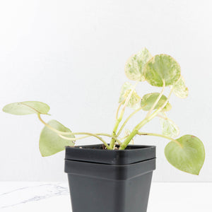 Peperomia 'Raindrop' variegated (wk30-UN)