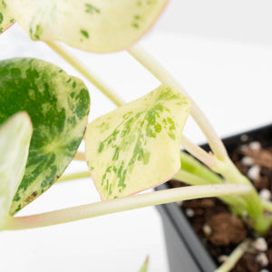Peperomia 'Raindrop' variegated (wk30-UN)