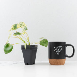 Peperomia 'Raindrop' variegated (wk30-UN)