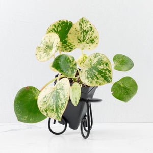 Peperomia 'Raindrop' variegated (wk30-UN)