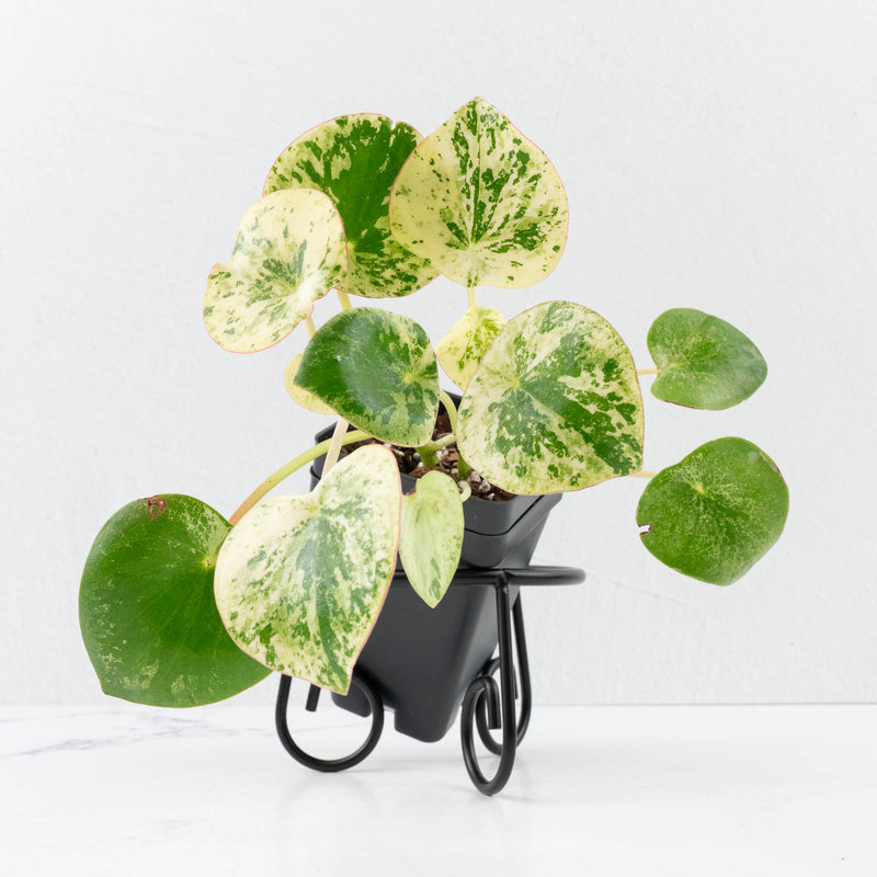 Peperomia 'Raindrop' variegated (wk30-UN)