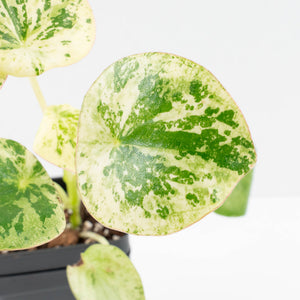 Peperomia 'Raindrop' variegated (wk30-UN)