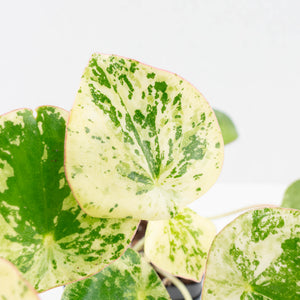 Peperomia 'Raindrop' variegated (wk30-UN)
