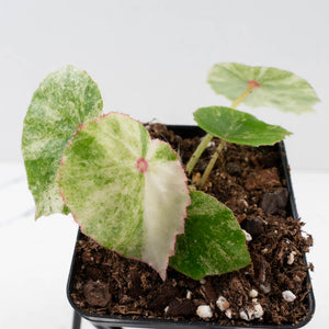 Begonia 'Rouge' variegated (wk34-L62)