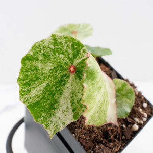 Begonia 'Rouge' variegated (wk34-L62)
